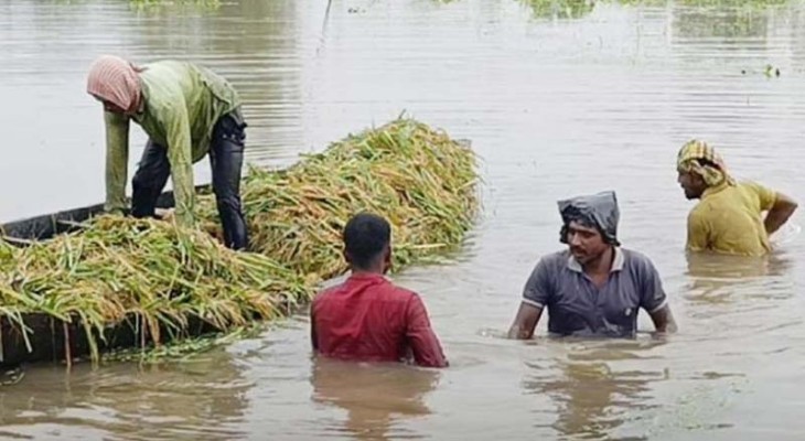 হবিগঞ্জে নদীর বাঁধ ভেঙে হাওরে পানি, তলিয়ে যাচ্ছে ধান